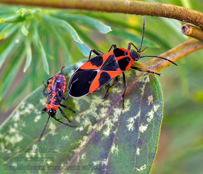 Tropidothorax leucopterus Ploštička tolitová Schwalbenwurzwanze