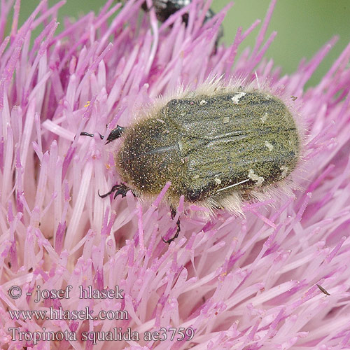 Tropinota squalida ae3759