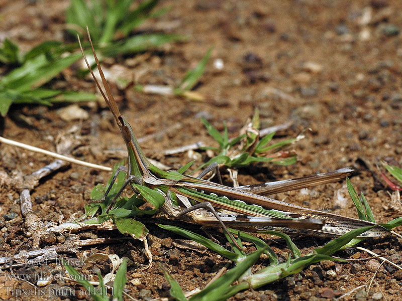 Truxalis burtti Stick Grasshopper