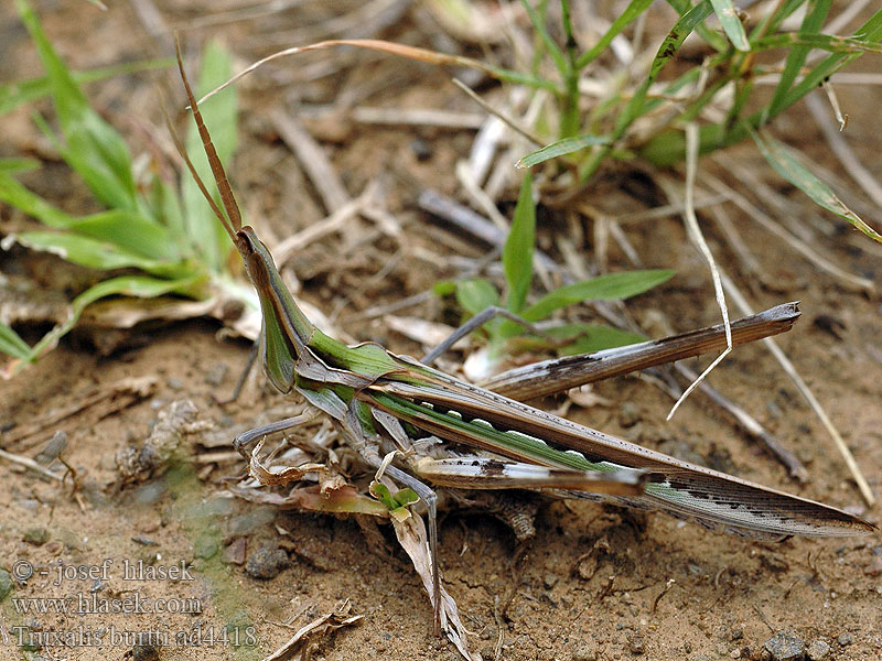 Truxalis burtti Stick Grasshopper