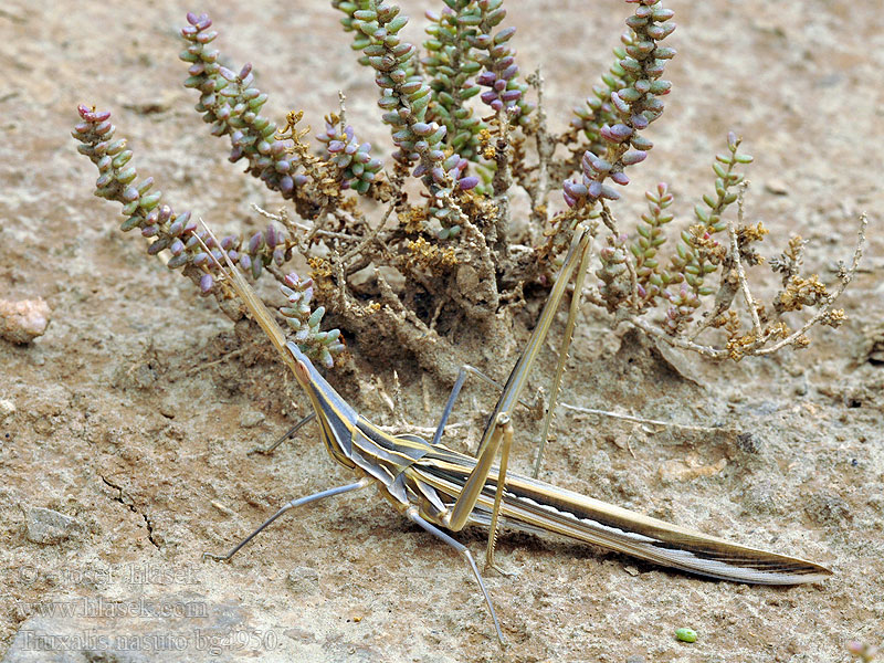 Truxalis nasuta nasutus Acrida unguiculata Saltamontes narigudo