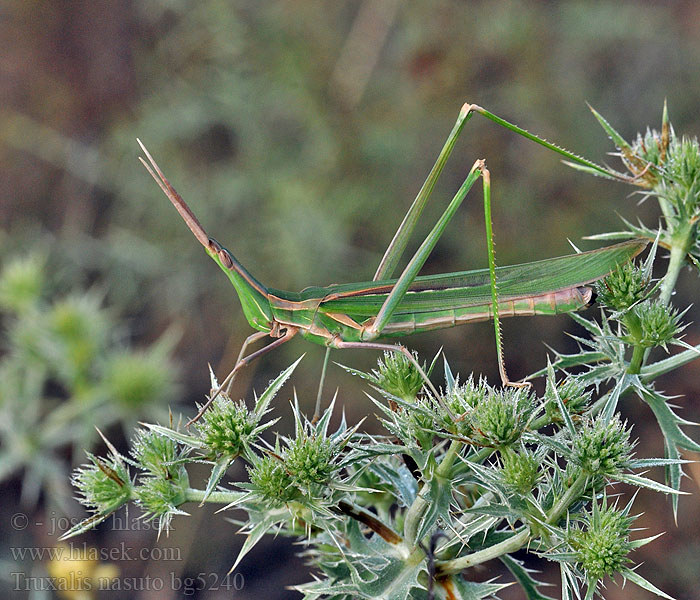 Truxalis nasuta nasutus Acrida unguiculata Saltamontes narigudo