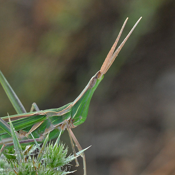 Saltamontes narigudo Европейский прыгунчик