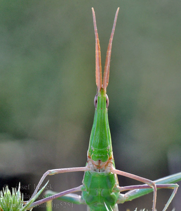 Europäische Nasenschrecke Truxalis nasuta nasutus