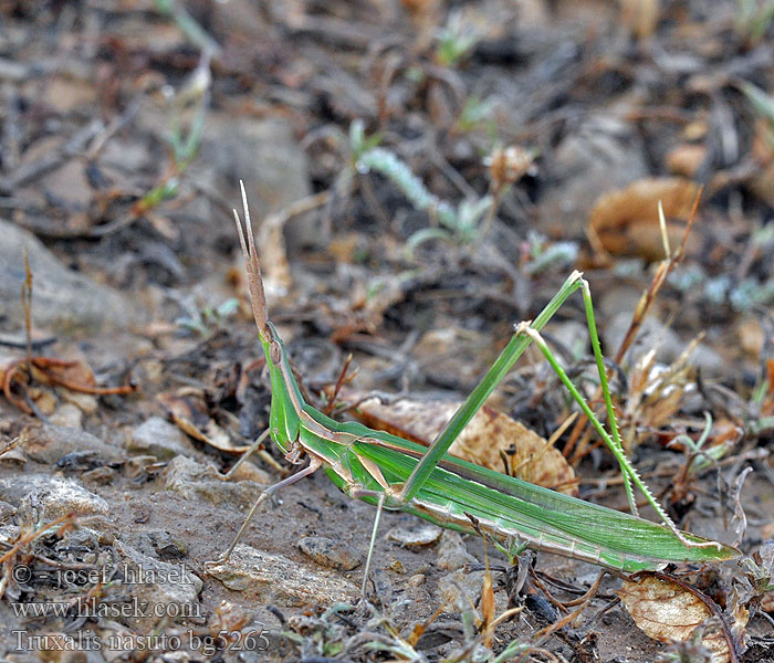 Truxalis nasuta nasutus Acrida unguiculata