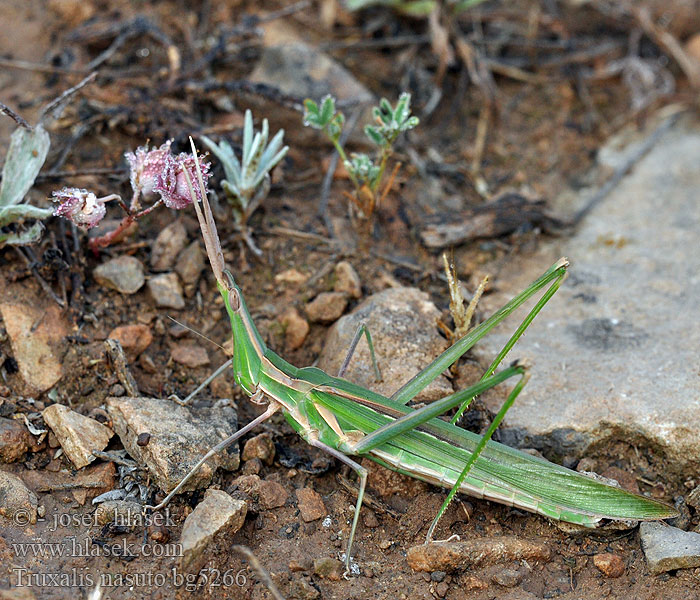 Acrida nasuta nasutus Truxalis unguiculata