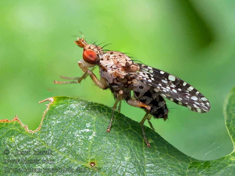 Trypetoptera punctulata