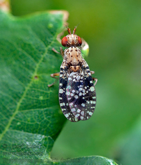 Trypetoptera punctulata