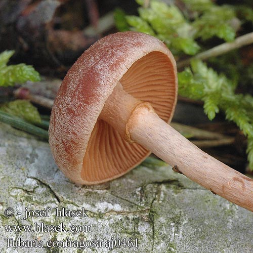 Tubaria confragosa aj0461