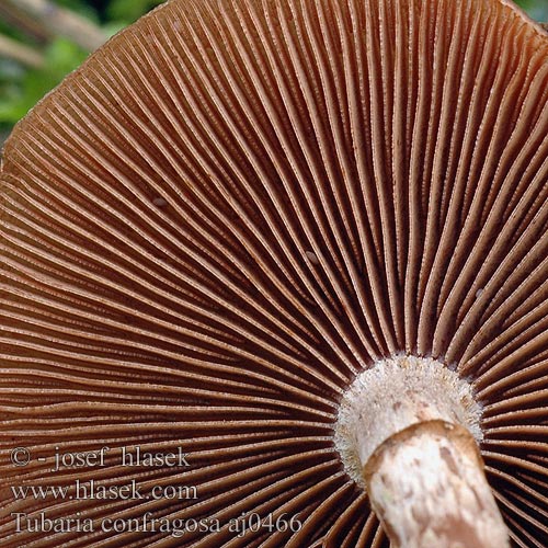 Tubaria confragosa aj0466