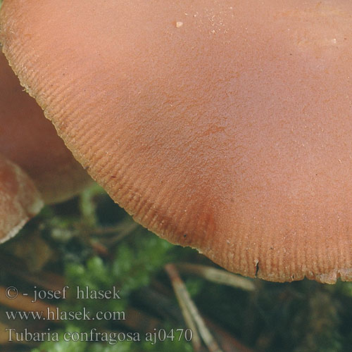 Tubaria confragosa Beringte Trompetenschnitzling Ringpinnehatt