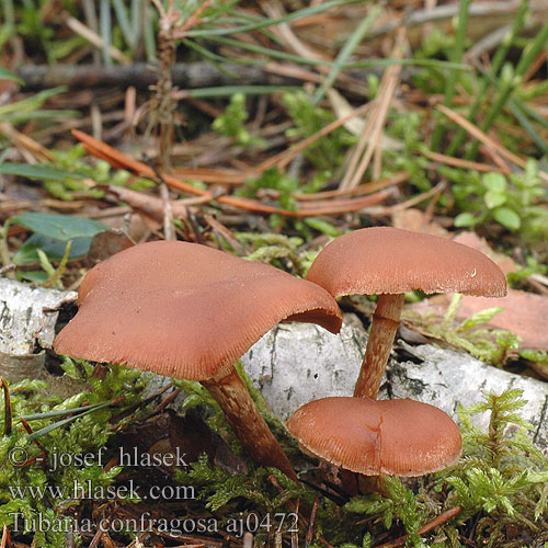 Tubaria confragosa aj0472