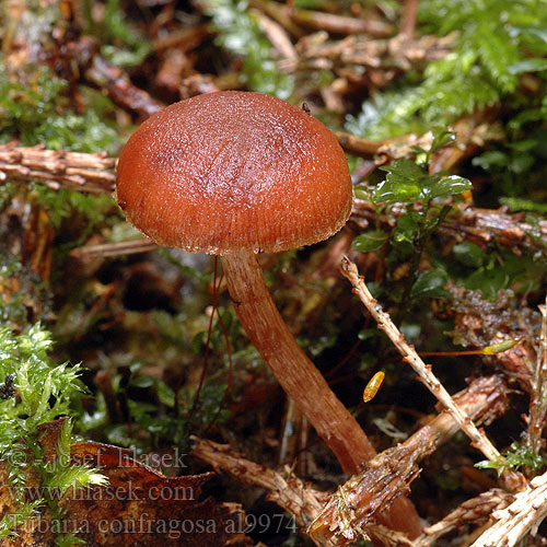 Tubaria confragosa al9974