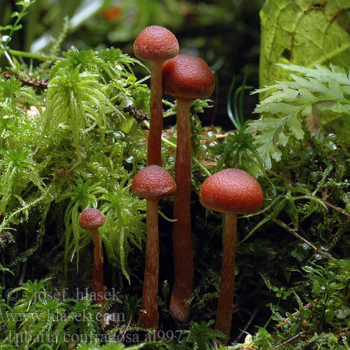 Tubaire raboteux annelée Ringed Tubaria Rengaslaholakki