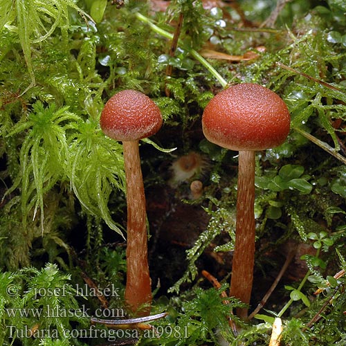 Tubaria confragosa al9981