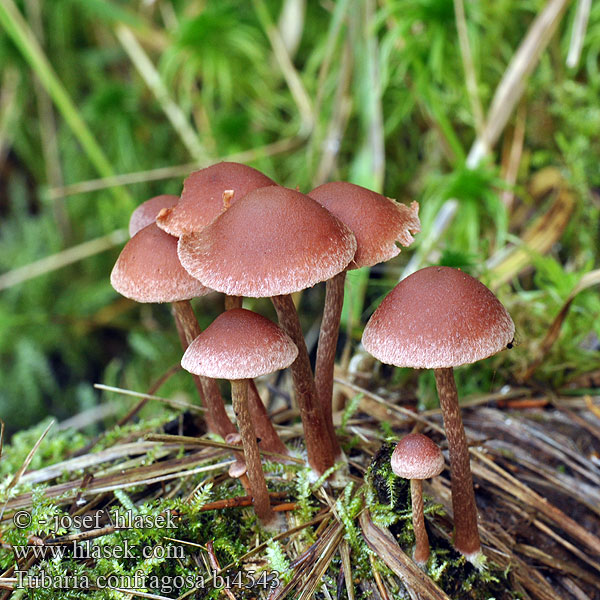 Pholiota confragosa Tubaria Kržatka vrásčitá Trąbka opierścieniona