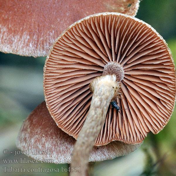 Tubaria confragosa bi4551