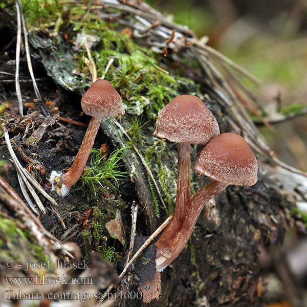 Tubaria confragosa bi4600