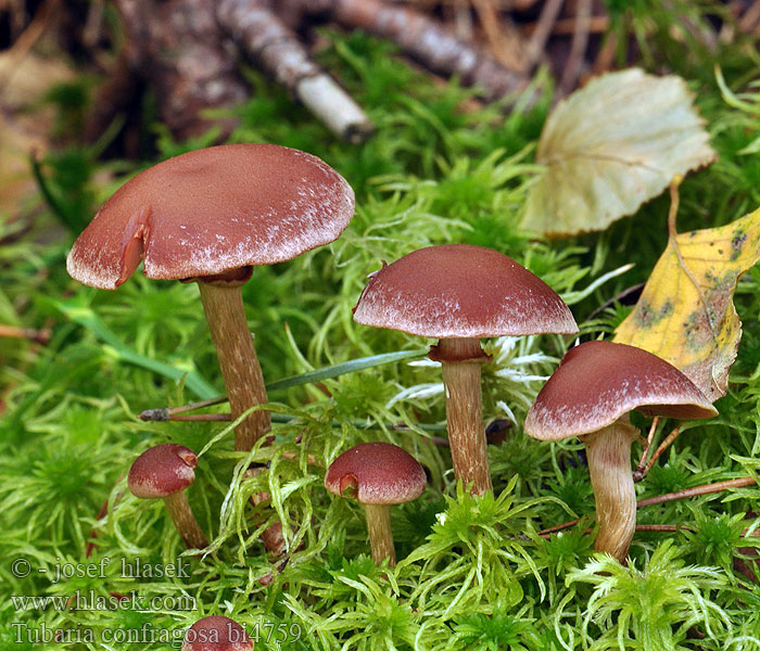 Tubaria confragosa bi4759