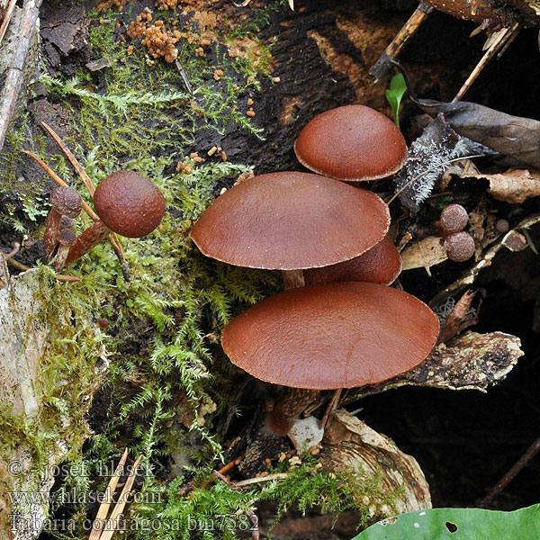 Tubaria confragosa Pholiota Kržatka vrásčitá