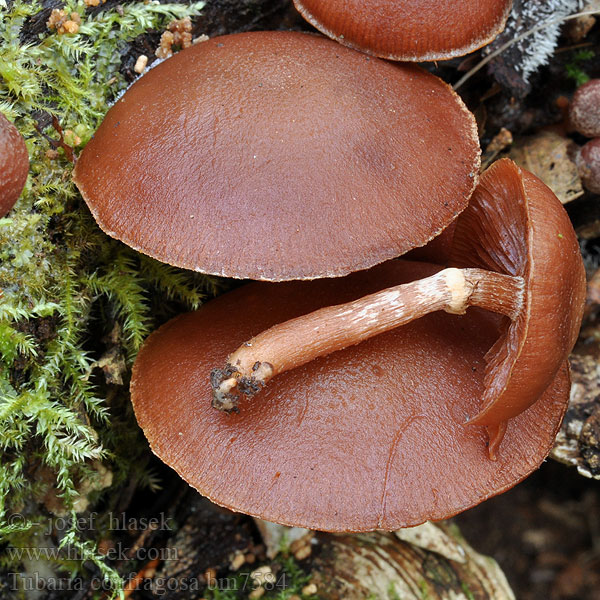 Tubaria confragosa Pholiota Trąbka opierścieniona