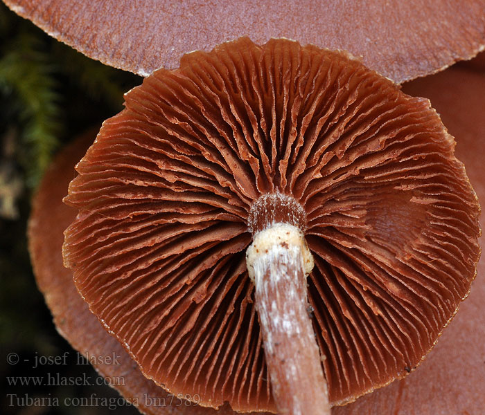 Tubaria confragosa Pholiota Tubaire raboteux annelée