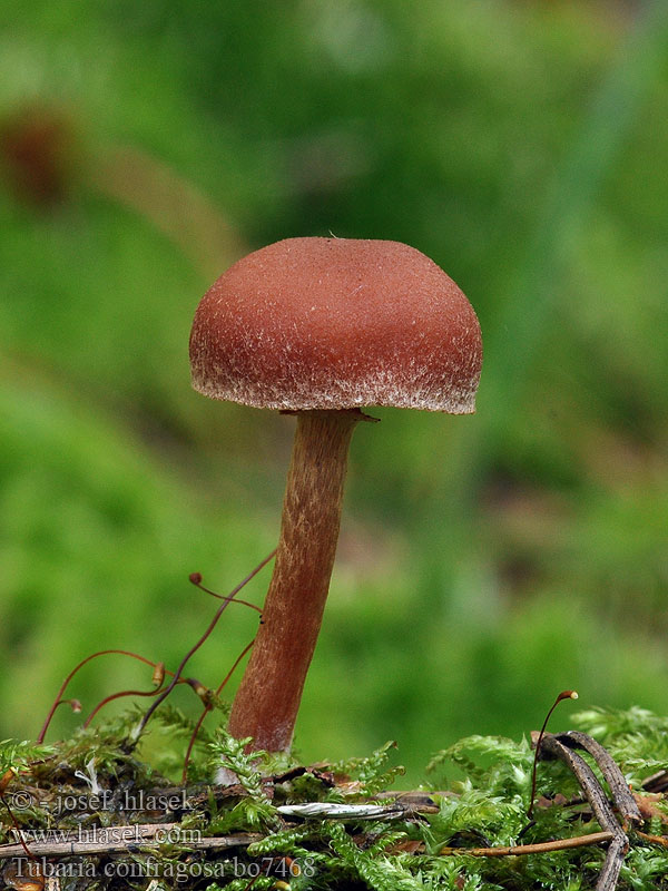 Tubaria confragosa Ringed Tubaria