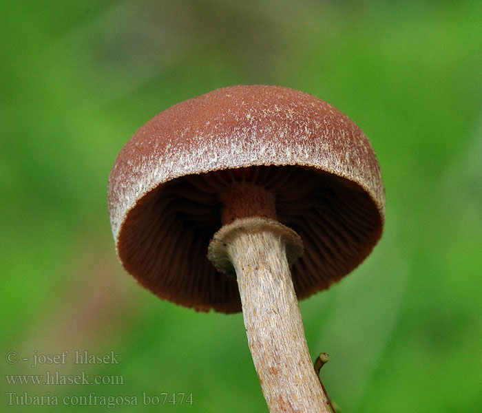 Tubaria confragosa Pholiota Rengaslaholakki Ringskräling