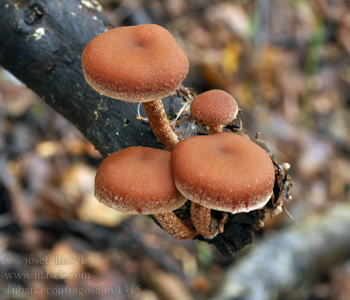 Tubaria confragosa Trąbka opierścieniona