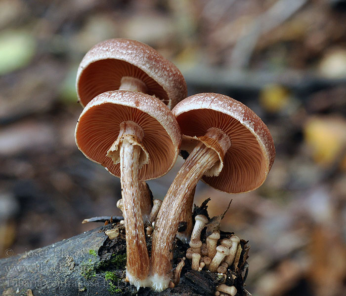 Tubaria confragosa Tubaire raboteux annelée