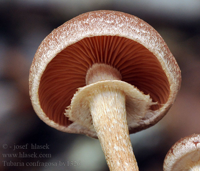 Tubaria confragosa Ringed Rengaslaholakki