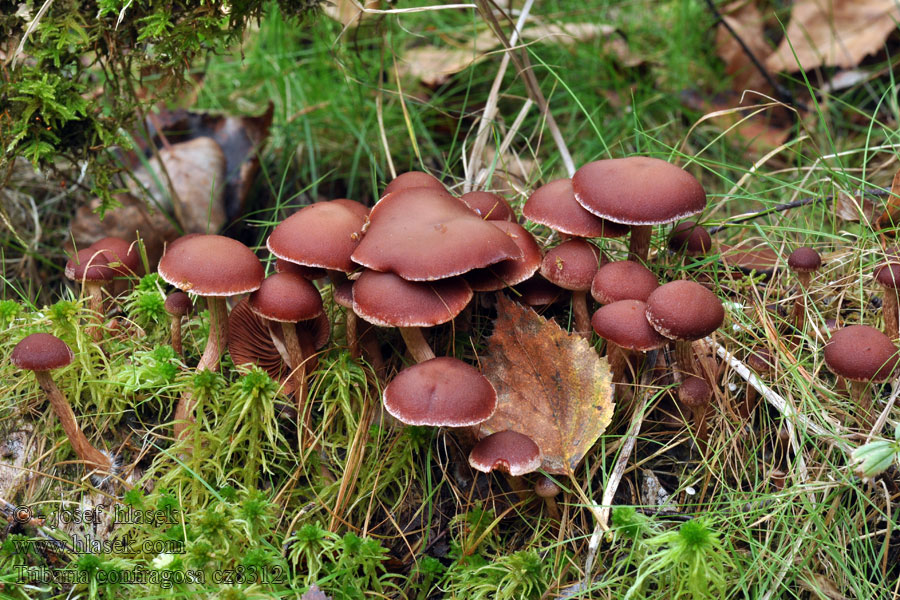 Tubaria confragosa