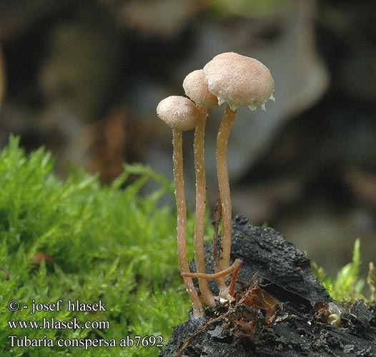 Tubaria conspersa ab7692