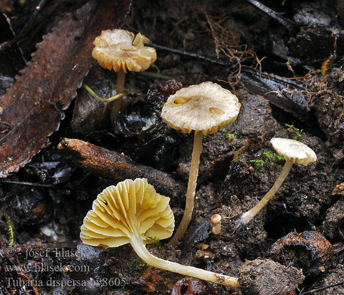 Tubaria dispersa Meidoorndonsvoetje Tubaire l'aubépine