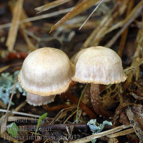 Tubaria furfuracea am0032