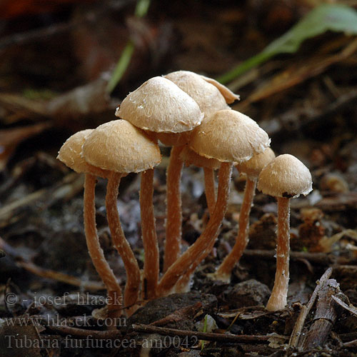 Tubaria furfuracea am0042