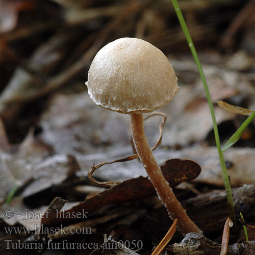 Tubaria furfuracea am0050