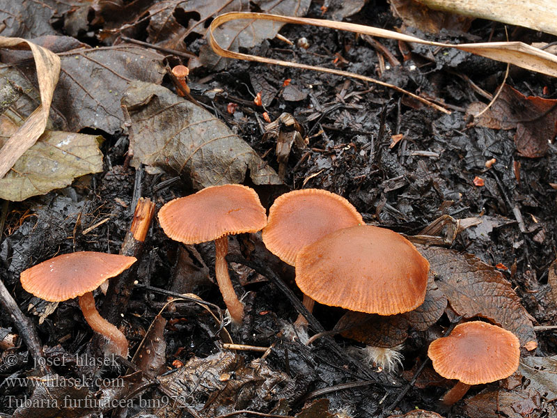 Tubaria_furfuracea_bm9722