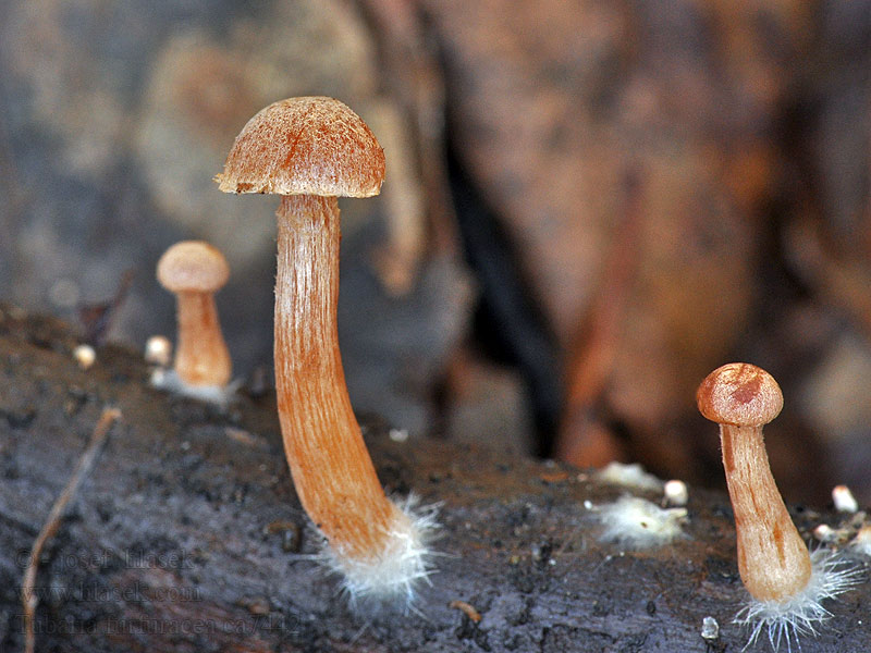 Kržatka otrubičnatá Tubaria furfuracea