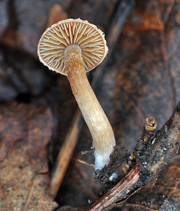 Scurfy Twiglet Tubaria furfuracea