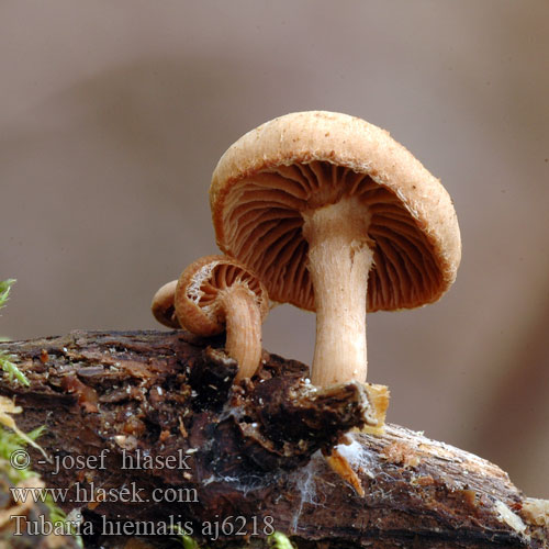 Tubaria hiemalis Kržatka zimní Wintertrompetenschnitzling Winter-Trompetenschnitzlinge Zimska trubljača Trąbka otrębiasta Winter Twiglet Tubaire hivernale Winterdonsvoetje Тубария отрубистая зимняя Smeťovka zimná Zimska trobljica Vinterskräling