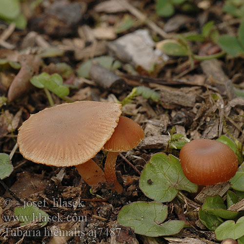 Tubaria hiemalis aj7487