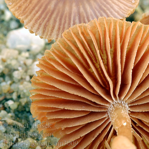 Tubaria hiemalis am3009