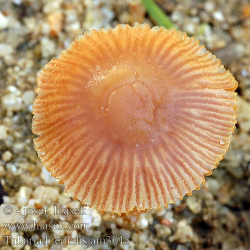 Vinterskräling Tubaria hiemalis Kržatka zimní Wintertrompetenschnitzling Winter-Trompetenschnitzlinge Zimska trubljača Trąbka otrębiasta Winter Twiglet Tubaire hivernale Winterdonsvoetje Тубария отрубистая зимняя Smeťovka zimná Zimska trobljica