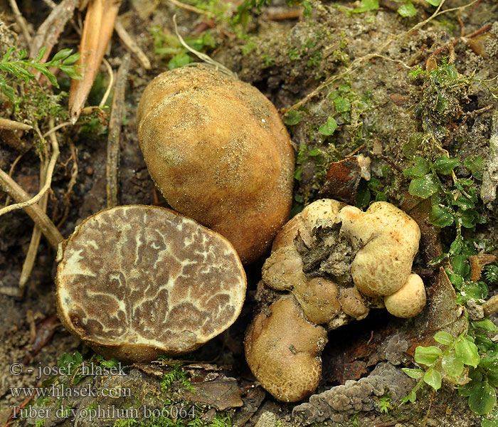 Tuber dryophilum Schlesische Trüffel Trufla dębowa Truffe bâtarde