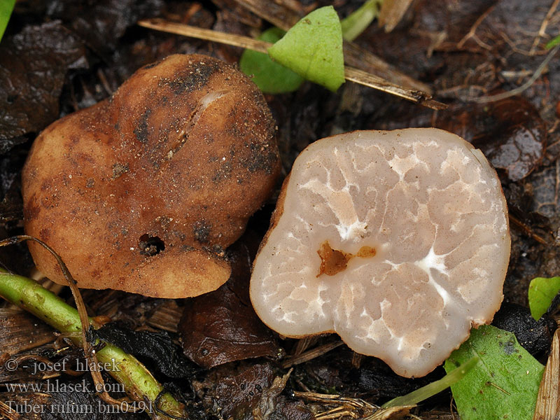 Tuber rufum Lanýž ryšavý Rotbraune Trüffel Roodbruine truffel Trufla czerwona Hľuzovka ryšavá Rødbrun trøffel Rödbrun tryffel Ruskotryffeli Truffe rousse Trufla czerwona Красный трюфель