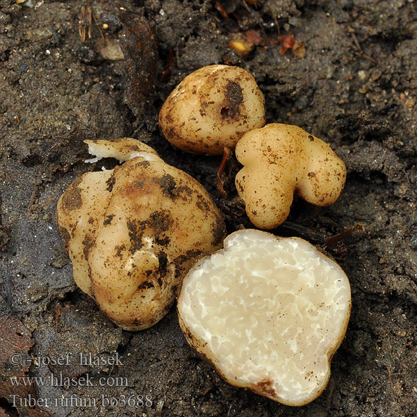 Rotbraune Trüffel Roodbruine truffel Trufla czerwona Hľuzovka ryšavá Rødbrun trøffel Rödbrun tryffel Ruskotryffeli Truffe rousse Trufla czerwona Красный трюфель