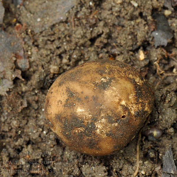 Rødbrun trøffel Rödbrun tryffel Ruskotryffeli Truffe rousse Trufla czerwona Красный трюфель