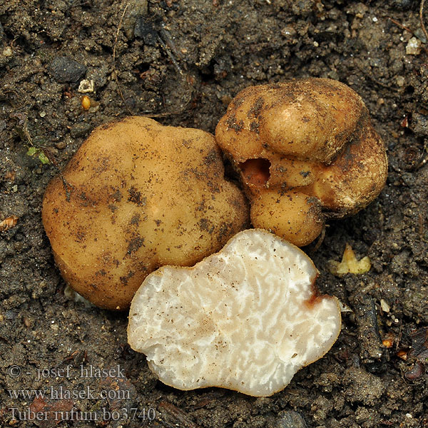 Ruskotryffeli Truffe rousse Trufla czerwona Красный трюфель