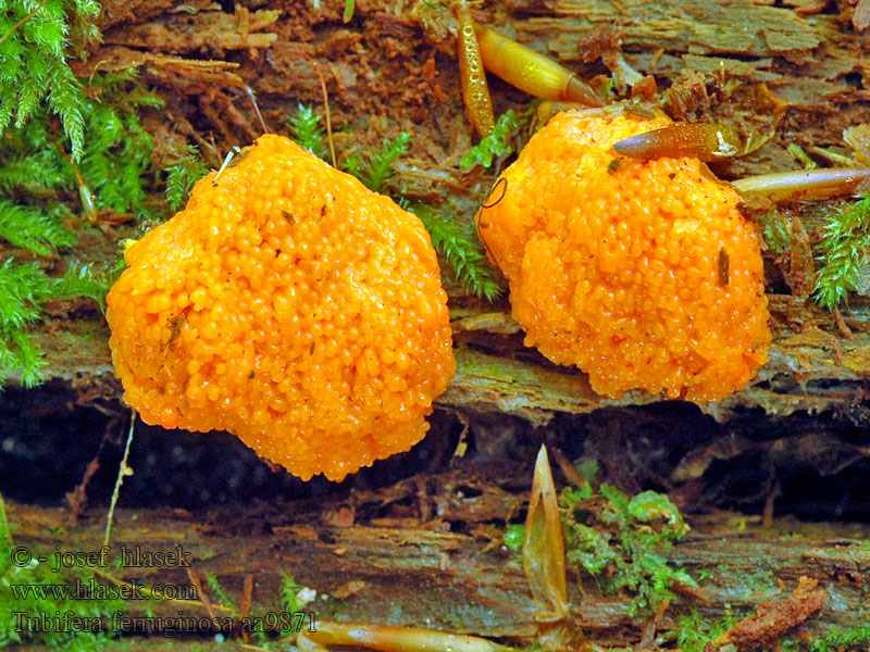 Tubifera ferruginosa